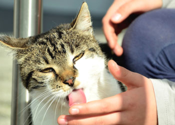 Pourquoi mon chat me lèche la main ?