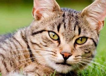 Quand un chat vous choisi ?