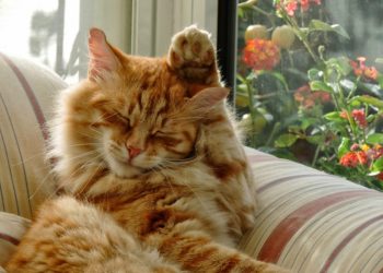 Quand les chats mettent les oreilles en arrière ?