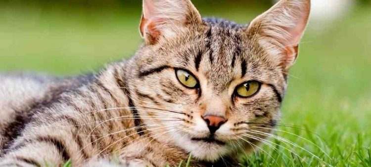 Quand un chat vous choisi ?