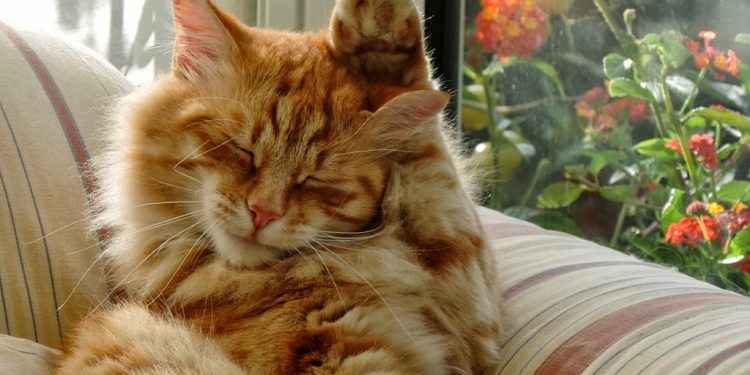 Quand les chats mettent les oreilles en arrière ?