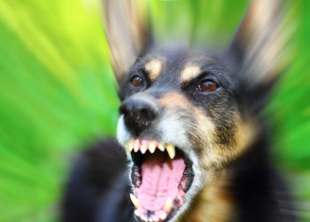 Comment réagir quand mon chien montre les dents ?
