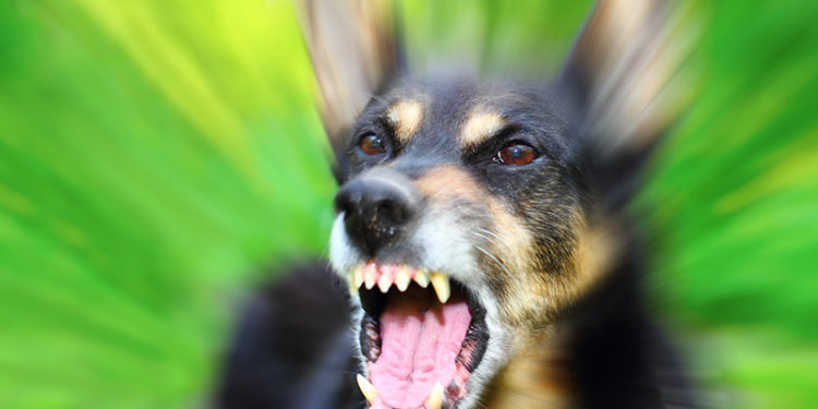 Comment réagir quand mon chien montre les dents ?