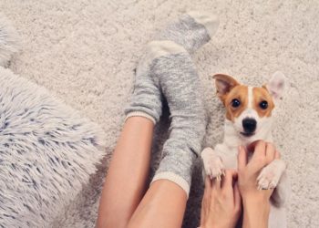 Pourquoi mon chien sourit quand je le gratte ?