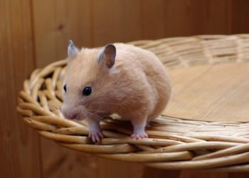 Quelle est l'espérance de vie d'un hamster russe domestique ?