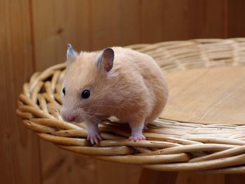 Quelle est l'espérance de vie d'un hamster russe domestique ?