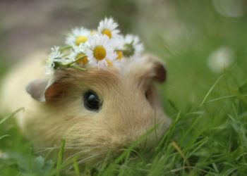 Où mettre un hamster mort ?