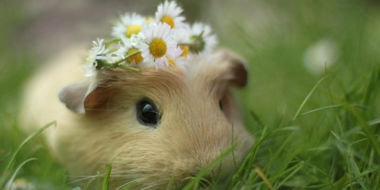 Où mettre un hamster mort ?