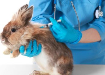 Quand emmener le lapin chez le vétérinaire ?