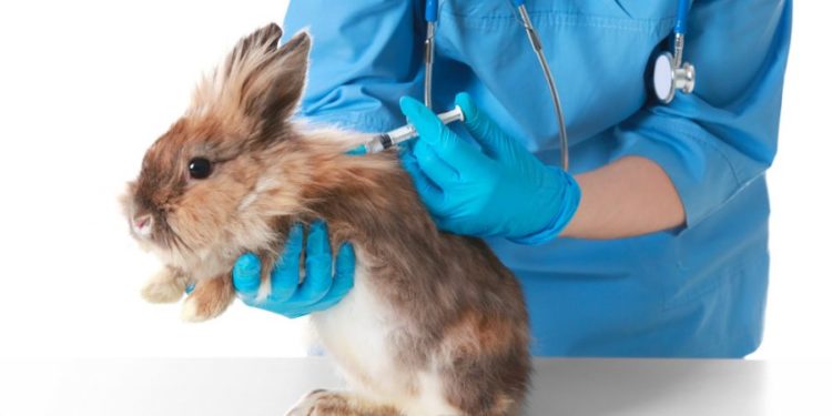 Quand emmener le lapin chez le vétérinaire ?