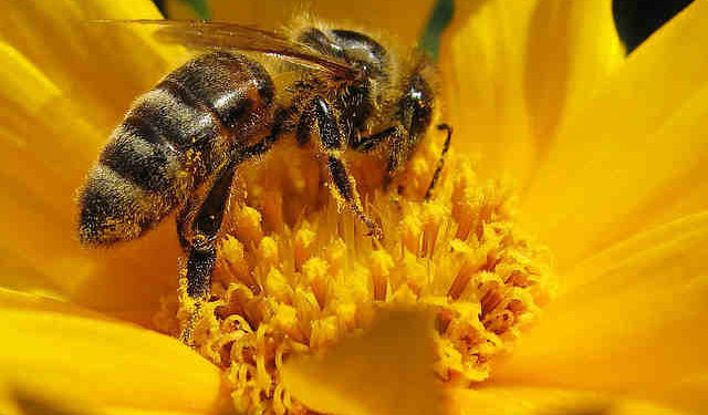 Est-ce que les guêpes piquent ?