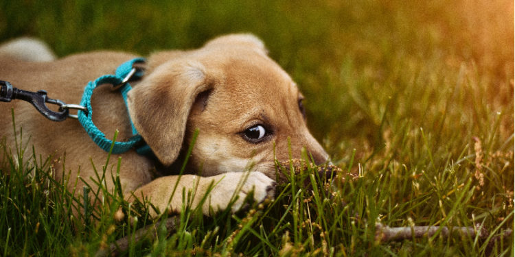 Comment savoir quelle est la race de mon chien ?