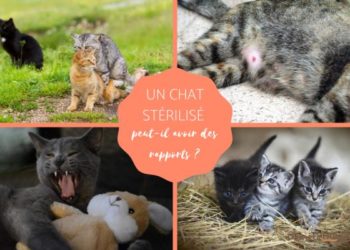 Est-ce que un chat stérilisé peut avoir des chaleurs ?