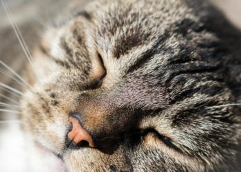 Pourquoi mon chat tremble quand il ronronne ?