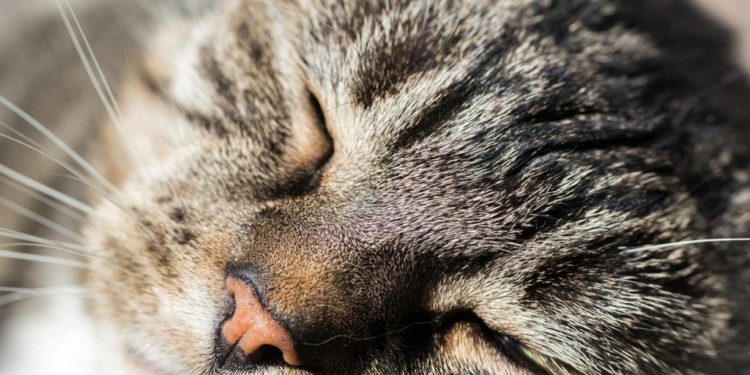 Pourquoi mon chat tremble quand il ronronne ?