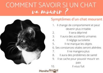 Comment se comporte un chat qui va mourir ?