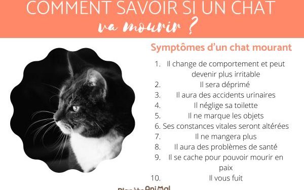 Comment se comporte un chat qui va mourir ?