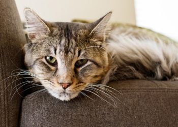 Comment nourrir un vieux chat qui ne veut pas manger ?
