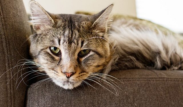 Comment nourrir un vieux chat qui ne veut pas manger ?