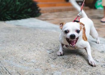 Quand un chien devient adolescent ?