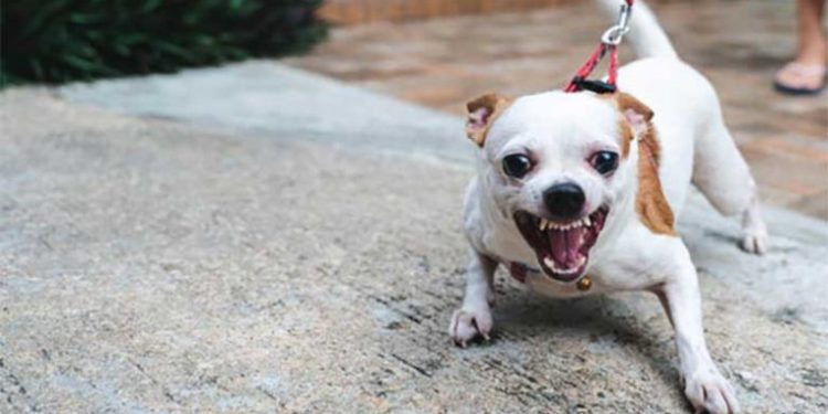 Quand un chien devient adolescent ?