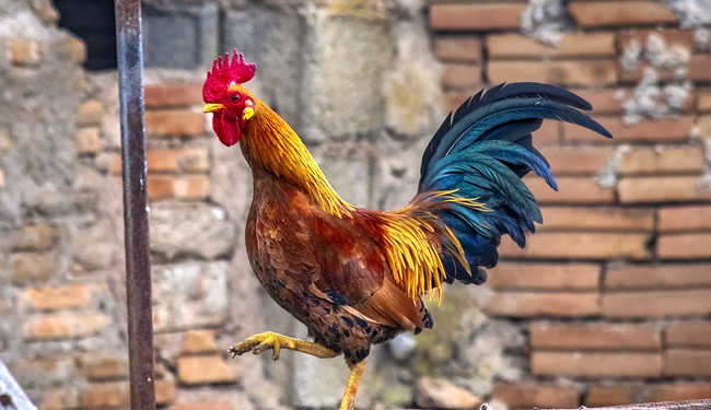 Quand le coq monté sur la poule ?