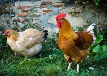 Quand le coq féconde la poule ?