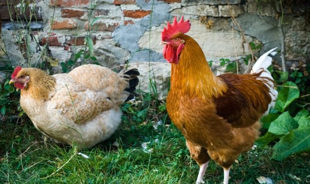 Quand le coq féconde la poule ?