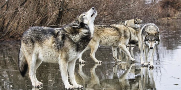 Est-ce que le loup est dangereux ?