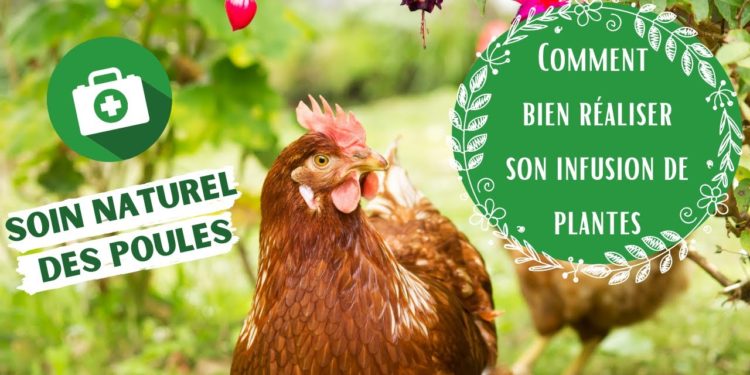 Comment soigner les poules naturellement ?
