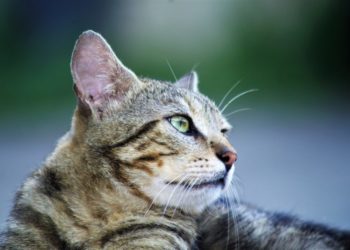 Comment savoir si un chat blanc est sourd ?