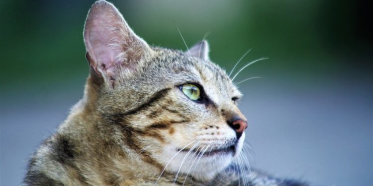 Comment savoir si un chat blanc est sourd ?