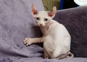 Est-ce que les chats blancs sont rares ?