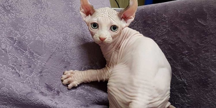 Est-ce que les chats blancs sont rares ?