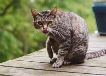 Comment nourrir son chat après castration ?
