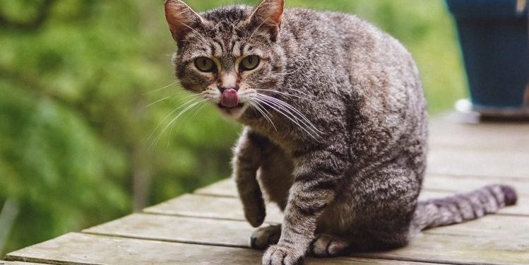 Comment nourrir son chat après castration ?