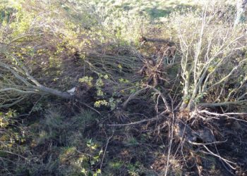 Quels moyens pour lutter contre les plantes invasives ?