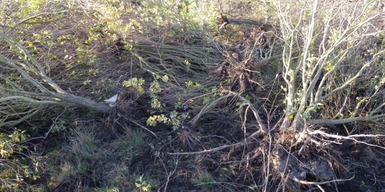 Quels moyens pour lutter contre les plantes invasives ?