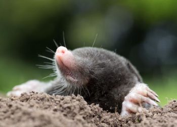 Comment protéger son jardin des taupes ?