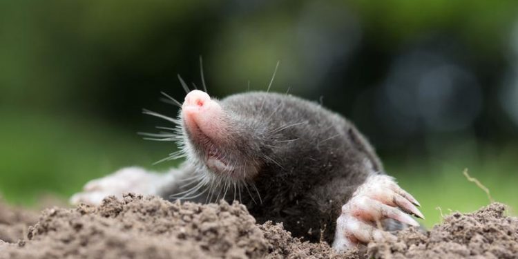 Comment protéger son jardin des taupes ?