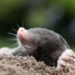 Comment protéger son jardin des taupes ?