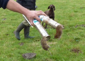 Comment tuer une taupe rapidement ?