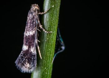 Comment lutter contre la teigne ?