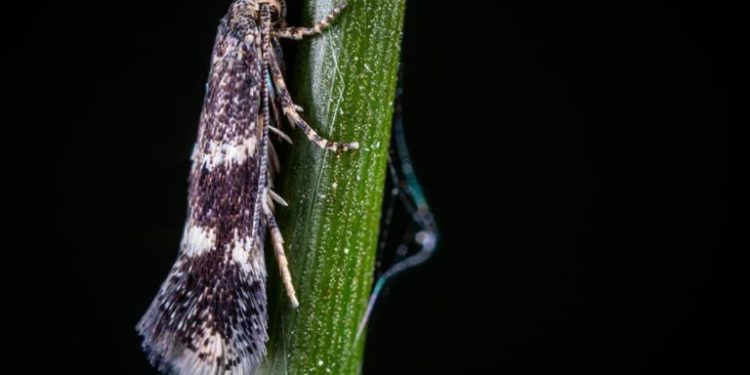 Comment lutter contre la teigne ?