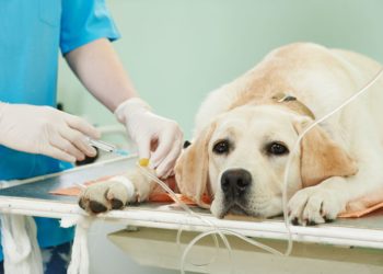 Quel prix pour euthanasier un chien ?