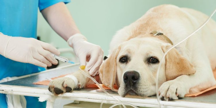 Quel prix pour euthanasier un chien ?