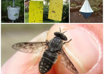 Comment se débarrasser des mouches sur les chiens ?