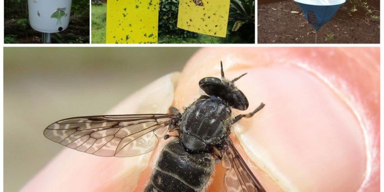 Comment se débarrasser des mouches sur les chiens ?