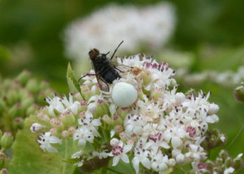 Quand on aspire une araignée elle meurt ?