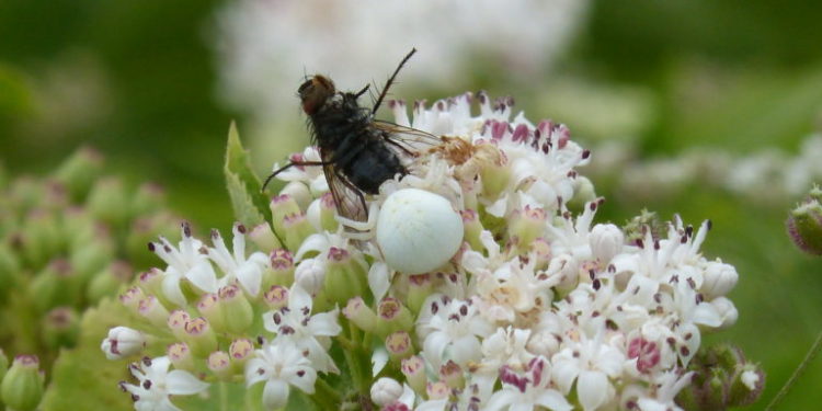 Quand on aspire une araignée elle meurt ?